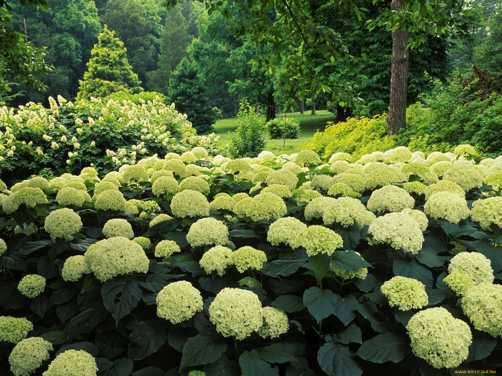 hydrangea, garden, clermont, kentucky, , 